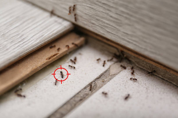 Best Mosquito Control Services  in Cedar Creek, TX