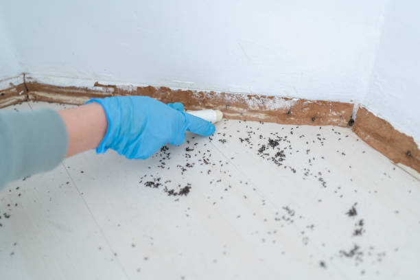 Best Pest Removal Services  in Cedar Creek, TX